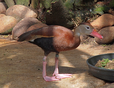[A long-legged duck with pink legs and feet, a darker pink bill, and body in varying shades of chestnut-brown. It has a whitish ring around its dark eye. It stands beside a food dish.]